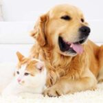 Pet insurance coverage